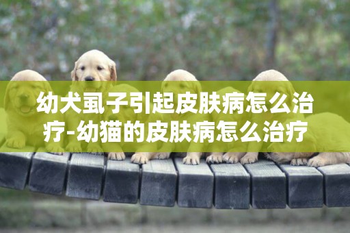 幼犬虱子引起皮膚病怎么治療-幼貓的皮膚病怎么治療