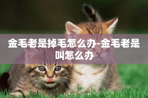 金毛老是掉毛怎么辦-金毛老是叫怎么辦