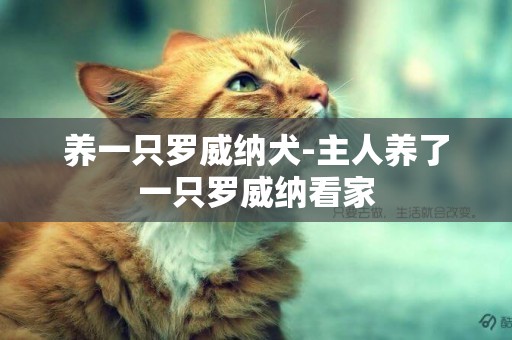 養一只羅威納犬-主人養了一只羅威納看家
