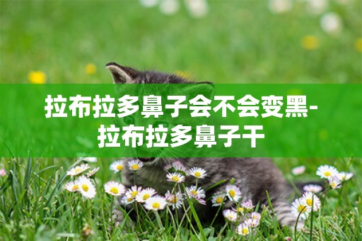 拉布拉多鼻子會不會變黑-拉布拉多鼻子干