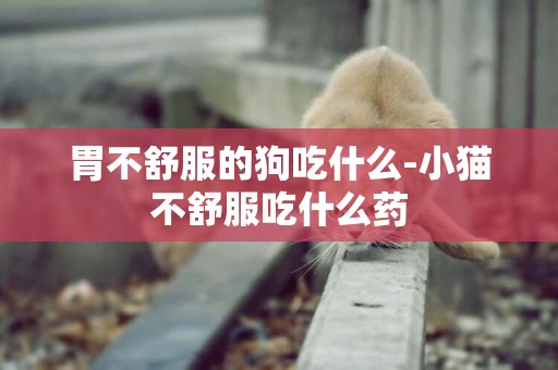 胃不舒服的狗吃什么-小貓不舒服吃什么藥