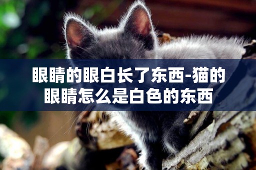 眼睛的眼白長了東西-貓的眼睛怎么是白色的東西