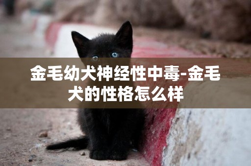 金毛幼犬神經性中毒-金毛犬的性格怎么樣