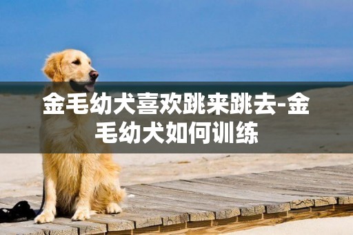 金毛幼犬喜歡跳來跳去-金毛幼犬如何訓練