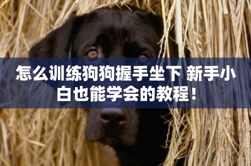 怎么訓練狗狗握手坐下 新手小白也能學會的教程！