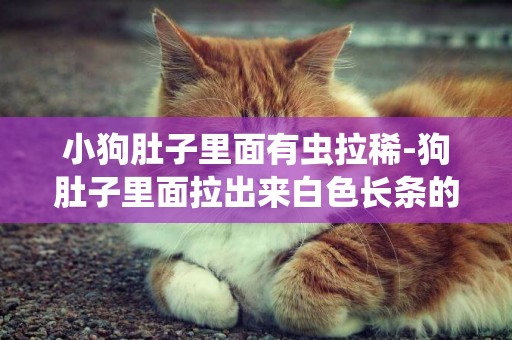 小狗肚子里面有蟲拉稀-狗肚子里面拉出來白色長條的蟲子