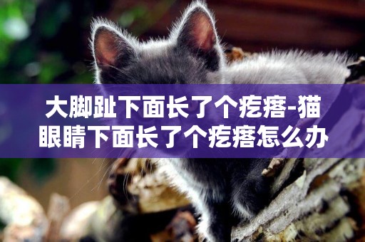 大腳趾下面長了個疙瘩-貓眼睛下面長了個疙瘩怎么辦
