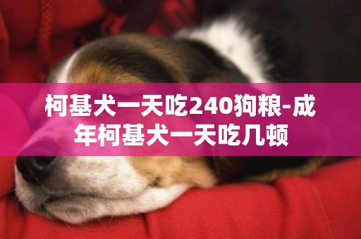 柯基犬一天吃240狗糧-成年柯基犬一天吃幾頓