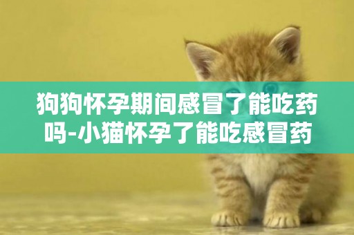 狗狗懷孕期間感冒了能吃藥嗎-小貓懷孕了能吃感冒藥嗎