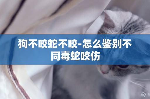 狗不咬蛇不咬-怎么鑒別不同毒蛇咬傷