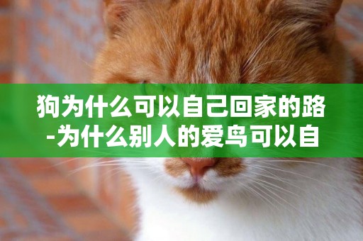 狗為什么可以自己回家的路-為什么別人的愛鳥可以自己回籠子