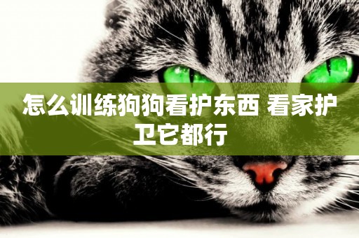 怎么訓練狗狗看護東西 看家護衛它都行