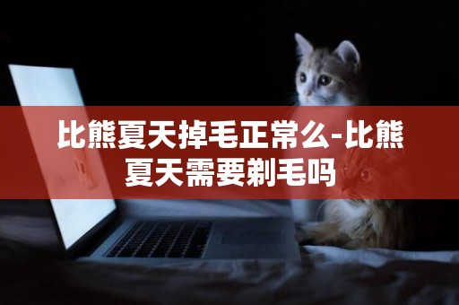 比熊夏天掉毛正常么-比熊夏天需要剃毛嗎
