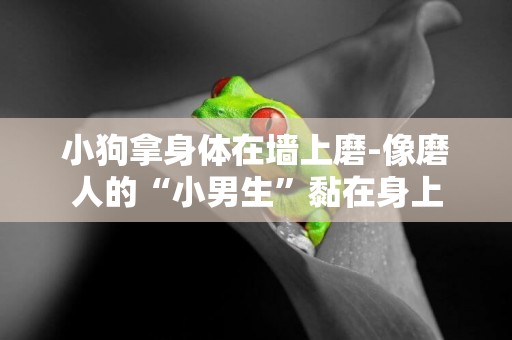 小狗拿身體在墻上磨-像磨人的“小男生”黏在身上