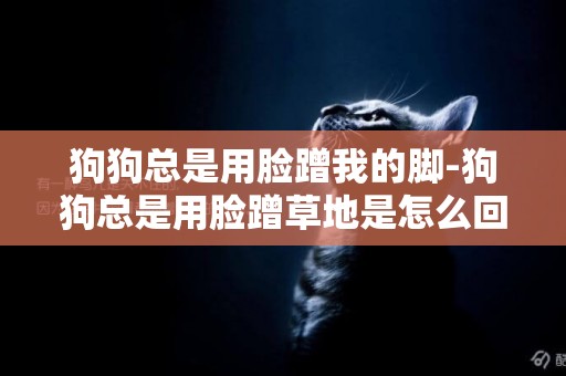 狗狗總是用臉蹭我的腳-狗狗總是用臉蹭草地是怎么回事呢