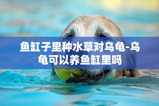 魚缸子里種水草對烏龜-烏龜可以養魚缸里嗎