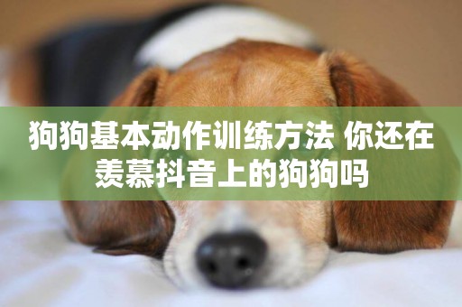 狗狗基本動作訓練方法 你還在羨慕抖音上的狗狗嗎