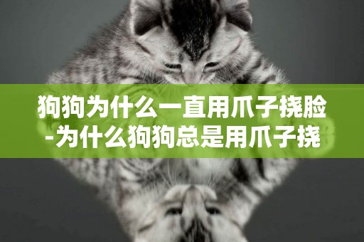 狗狗為什么一直用爪子撓臉-為什么狗狗總是用爪子撓我們