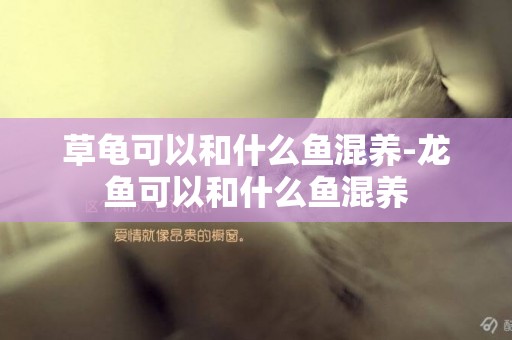 草龜可以和什么魚混養-龍魚可以和什么魚混養