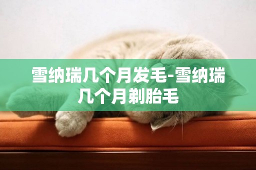 雪納瑞幾個月發毛-雪納瑞幾個月剃胎毛