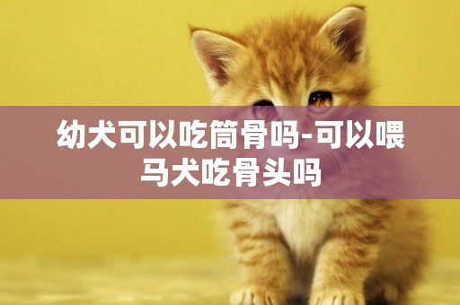 幼犬可以吃筒骨嗎-可以喂馬犬吃骨頭嗎