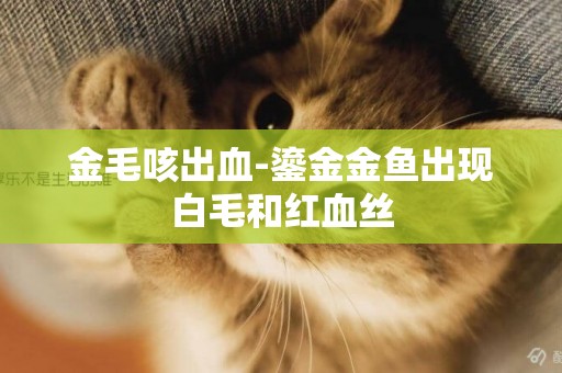 金毛咳出血-鎏金金魚出現白毛和紅血絲