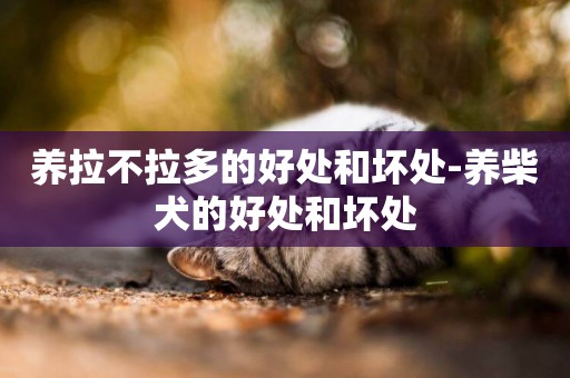 養拉不拉多的好處和壞處-養柴犬的好處和壞處