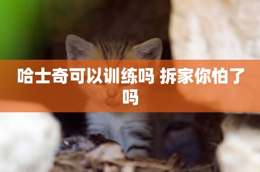 哈士奇可以訓練嗎 拆家你怕了嗎