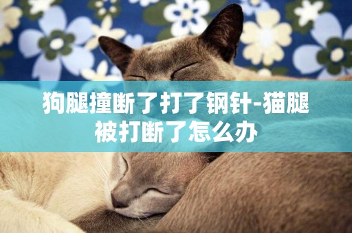 狗腿撞斷了打了鋼針-貓腿被打斷了怎么辦