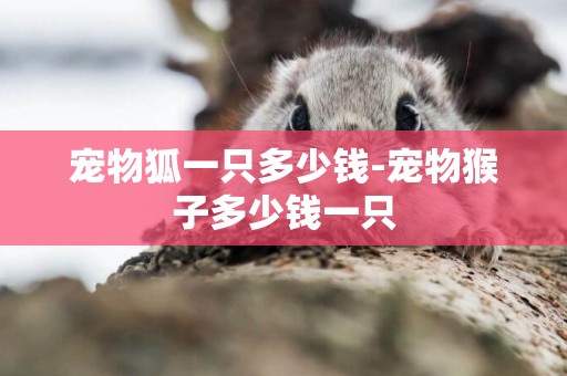 寵物狐一只多少錢-寵物猴子多少錢一只