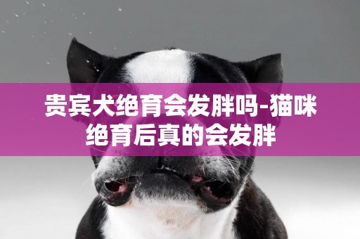 貴賓犬絕育會發胖嗎-貓咪絕育后真的會發胖