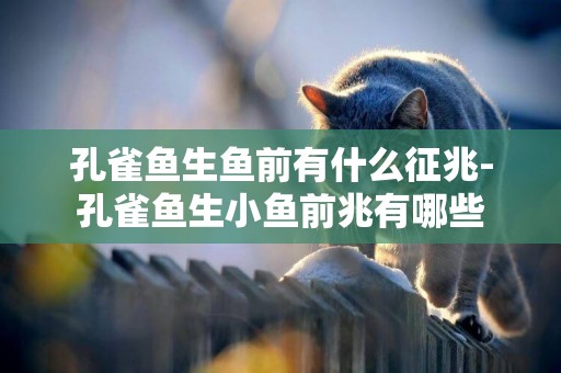 孔雀魚生魚前有什么征兆-孔雀魚生小魚前兆有哪些