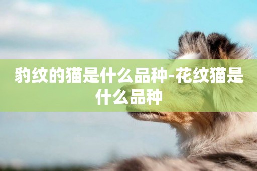 豹紋的貓是什么品種-花紋貓是什么品種