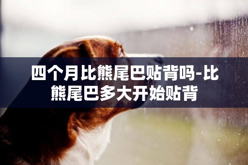 四個月比熊尾巴貼背嗎-比熊尾巴多大開始貼背