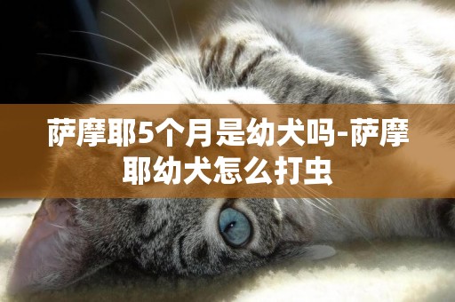 薩摩耶5個月是幼犬嗎-薩摩耶幼犬怎么打蟲