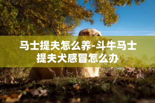 馬士提夫怎么養-斗牛馬士提夫犬感冒怎么辦