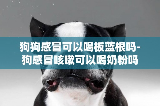 狗狗感冒可以喝板藍根嗎-狗感冒咳嗽可以喝奶粉嗎