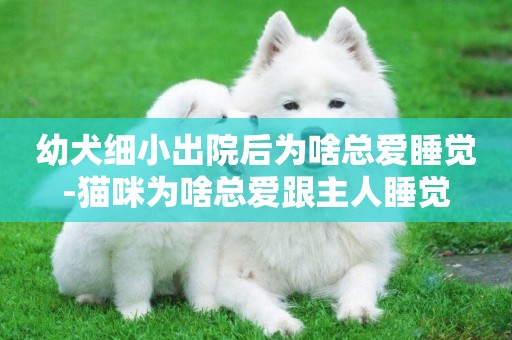 幼犬細小出院后為啥總愛睡覺-貓咪為啥總愛跟主人睡覺