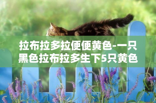 拉布拉多拉便便黃色-一只黑色拉布拉多生下5只黃色小拉布拉多