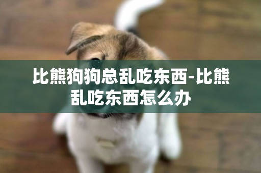 比熊狗狗總亂吃東西-比熊亂吃東西怎么辦