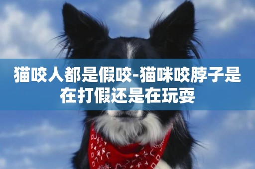 貓咬人都是假咬-貓咪咬脖子是在打假還是在玩耍