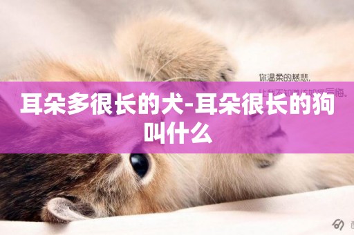 耳朵多很長的犬-耳朵很長的狗叫什么