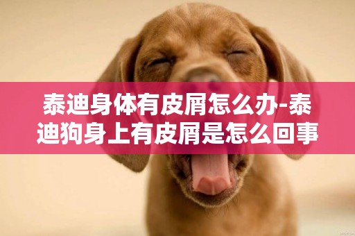 泰迪身體有皮屑怎么辦-泰迪狗身上有皮屑是怎么回事