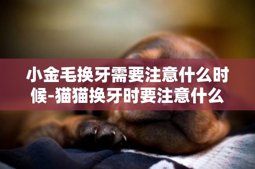 小金毛換牙需要注意什么時候-貓貓換牙時要注意什么