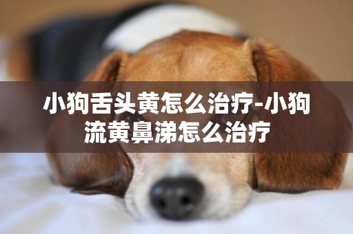 小狗舌頭黃怎么治療-小狗流黃鼻涕怎么治療