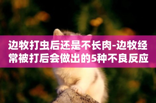 邊牧打蟲后還是不長肉-邊牧經常被打后會做出的5種不良反應