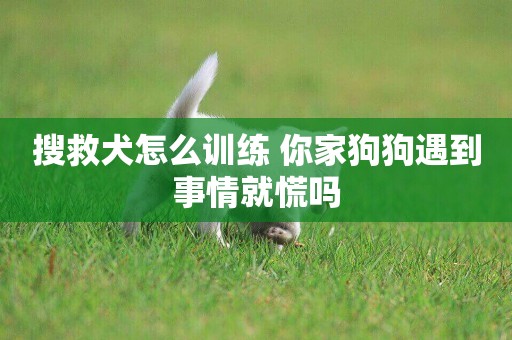 搜救犬怎么訓練 你家狗狗遇到事情就慌嗎