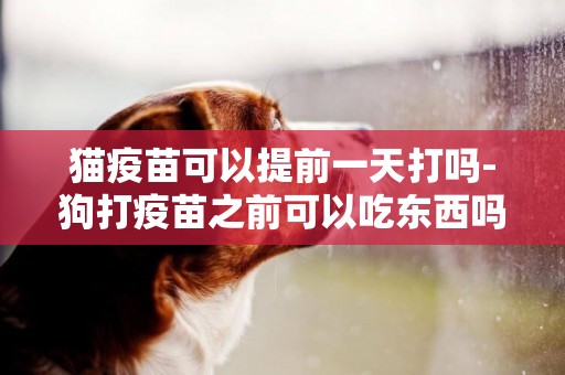 貓疫苗可以提前一天打嗎-狗打疫苗之前可以吃東西嗎