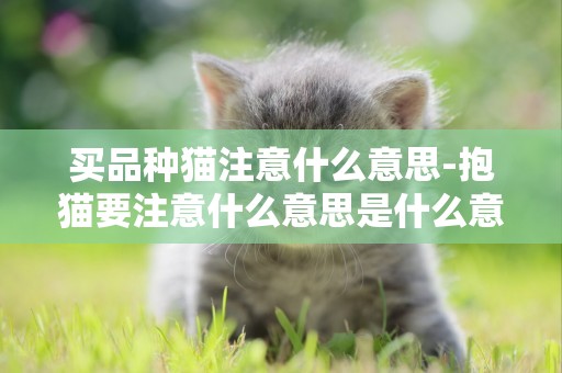 買品種貓注意什么意思-抱貓要注意什么意思是什么意思