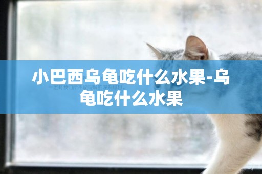 小巴西烏龜吃什么水果-烏龜吃什么水果